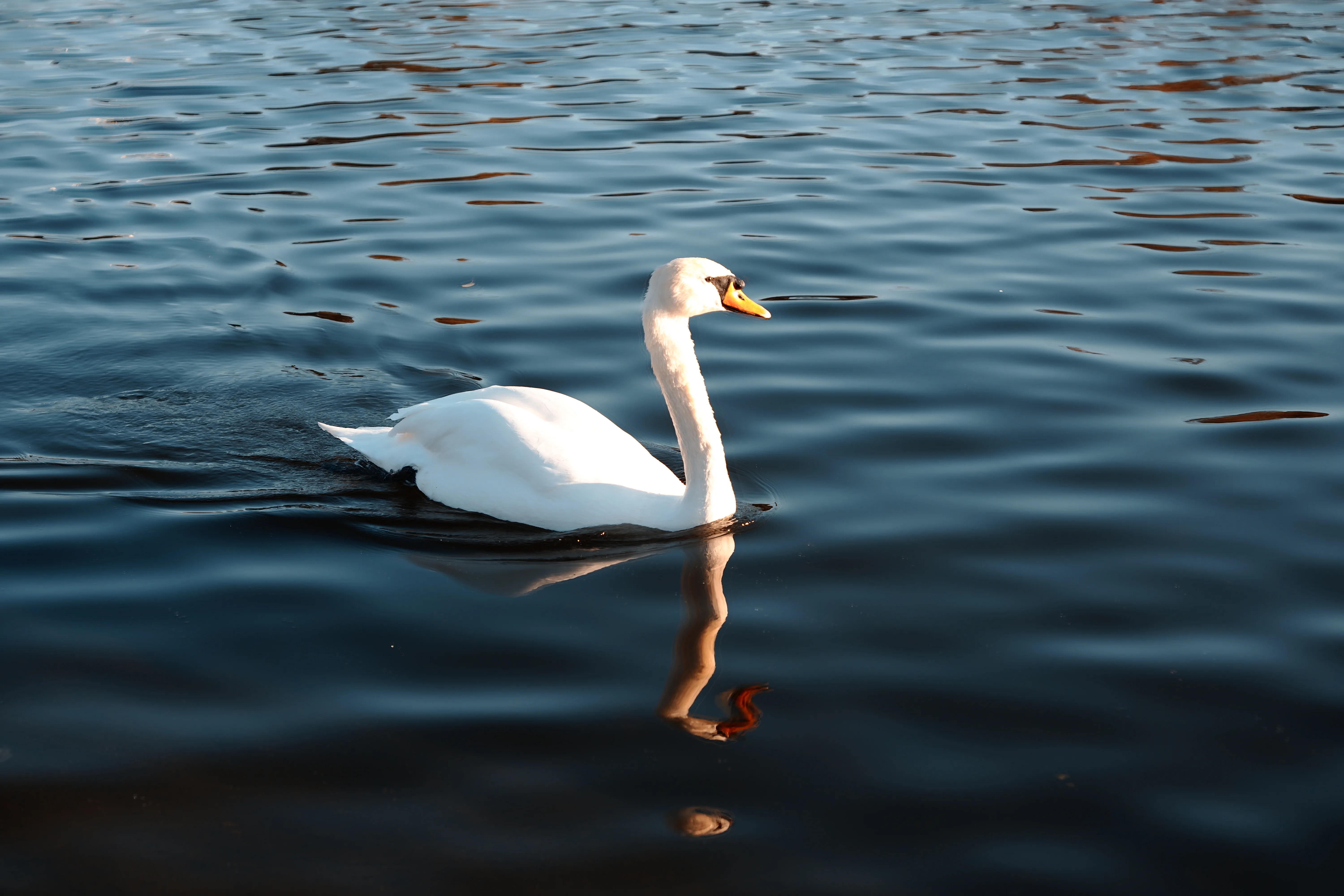 Swan